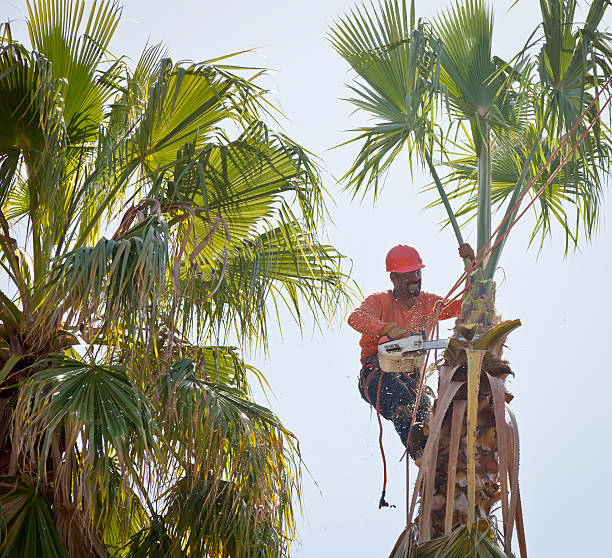 Reliable Angustura, NM Tree Services Solutions